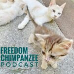 FREEDOM CHIMPANZEE  Podcast / フリーダムチンパンジー ポッドキャスト